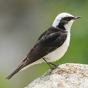 Pied Wheatear